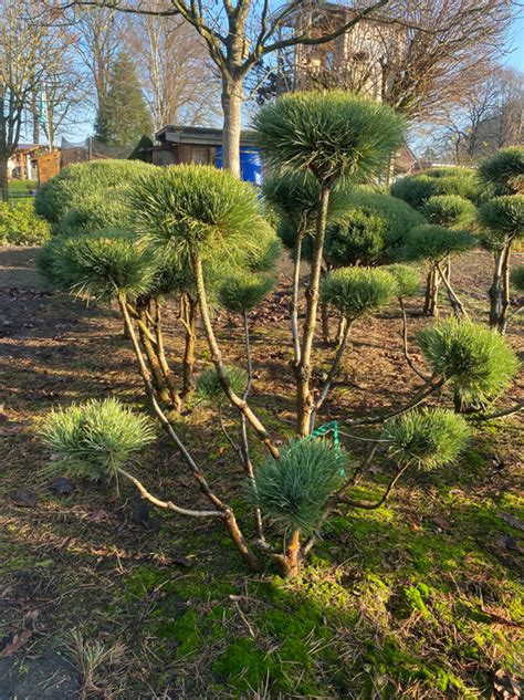 Pinus Sylvestris Watereri Breit 100 125cm X Hoch 125 150cm Nr 1105