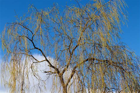 200000 Free Willow Tree And Weeping Willow Images Pixabay