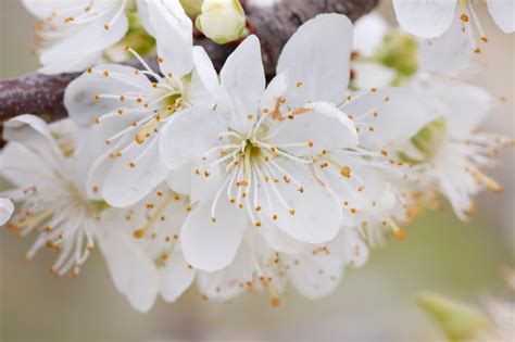 Premium Photo Yellow Plum Tree In Bloom