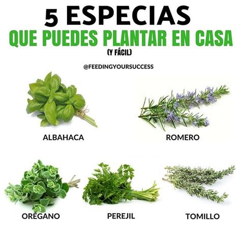 5 Especias Que Puedes Plantar En Casa FÁcilmente Para Los Amantes De La