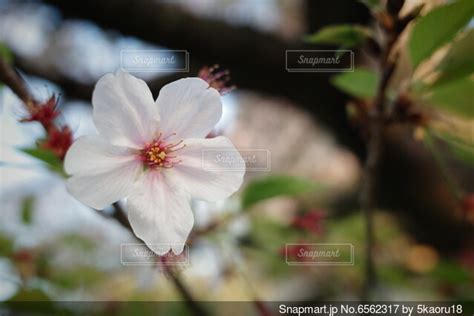 桜のクローズアップの写真・画像素材 6562317 Snapmart（スナップマート）