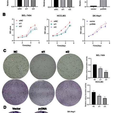 Hsa Circ Could Affect Proliferation In Hcc Cell Lines A The