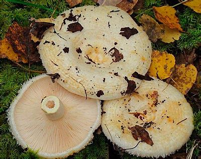 Грибы грузди - AgroFlora.ru