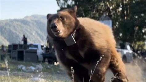 Orphaned Bears Released Into The Wild After A 9 Month Rehabilitation