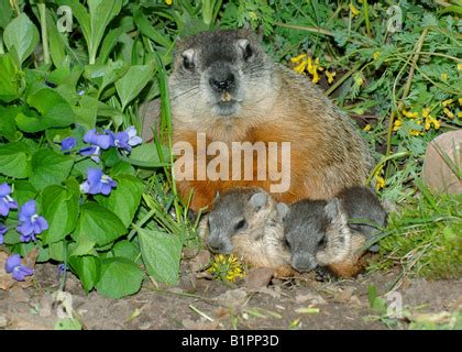 Mother and baby woodchucks ((Marmota monax) near den entrance with spring flowers all around ...