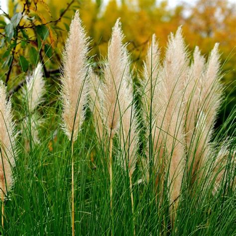 Growing Pampas Grass from Seed (In Canada)