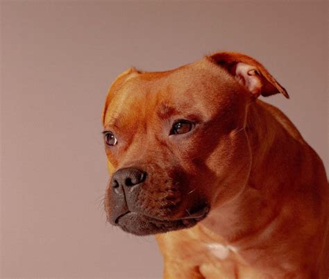 19 Fascinating Staffordshire Bull Terrier Colors