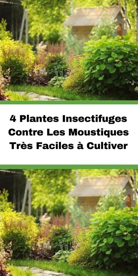 4 Plantes Insectifuges Contre Les Moustiques Très Faciles à Cultiver