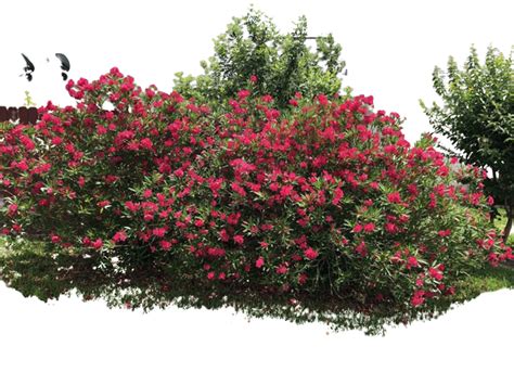 Espirradeira Vermelha - Oleander Vermelho- Nerium oleander - Flor
