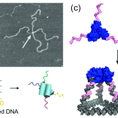 Approaches To Link Proteins And Dna A Covalent Conjugation S S