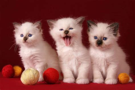 Cute White Cats And Kittens Wallpaper