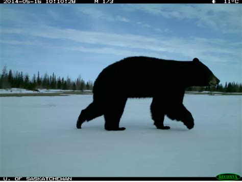 Polar Bear Vs Black Bear