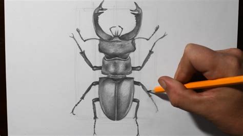 How To Draw A Stag Beetle Pencil Drawing And Shading Youtube