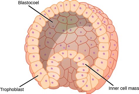 Fertilization And Early Embryonic Development Openstax Biology 2e