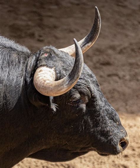 Pin De Jorge Gallardo En Toros En Toros De Lidia Toros Toros