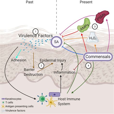 Updated Understanding Of Staphylococcus Aureus In Atopic Dermatitis