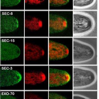 Localization Of Exocyst Components At Apices Of Mature Hyphae Of N