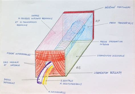 Schéma Canalis Inguinalis Diagram Quizlet