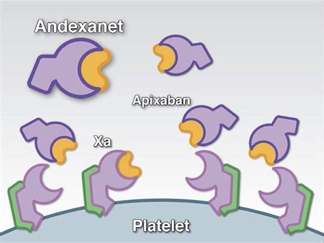 Andexanet Alfa For The Reversal Of Factor Xa Inhibitor Activity New