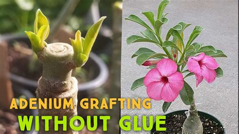 Adenium Grafting Without Glue Adenium Grafting Essy Way Adenium Plant Adenium