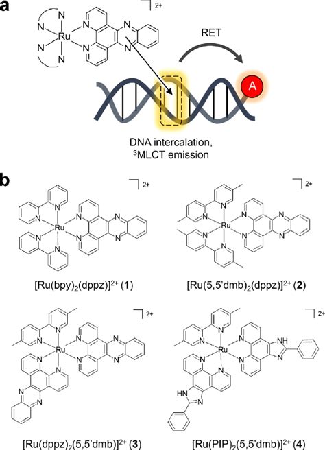 A Schematic Diagram Illustrating DNA Binding Ruthenium II