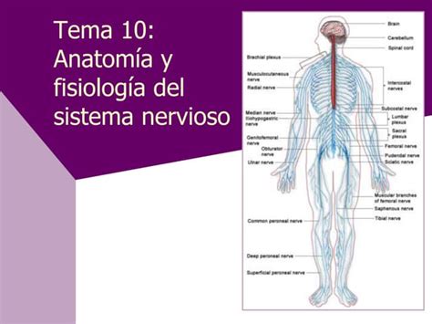 Fisiologiasistemanerviosoppt