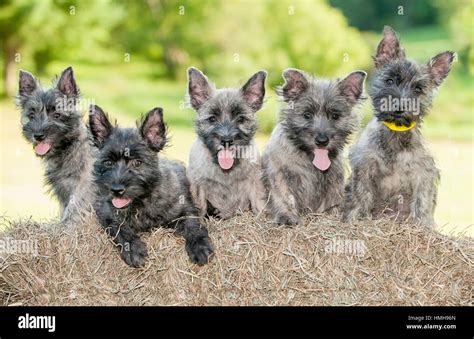 Dogs Lined Up Hi Res Stock Photography And Images Alamy