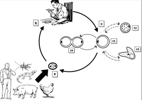 Blastocystis Sp Life Cycle Courtesy Of Parija And Jeremiah 2013 Download Scientific Diagram