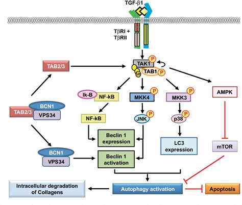 Figure 2 from TGF β activated kinase 1 New insights into the mechanism