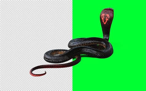 Premium PSD Red Head And Red Tail Of King Cobra The Worlds Longest