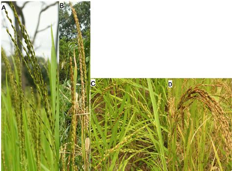 Main panicle types found in this study. Panicle stature of O.... | Download Scientific Diagram