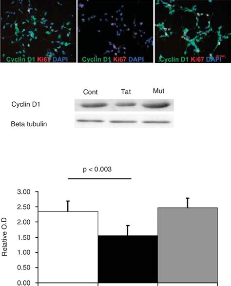 Cyclin D Expression Is Down Regulated By Hiv Tat Exposure Human