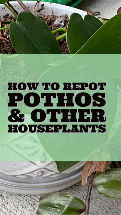 How To Repot Pothos Repotting Wandering Jew Plants Replant House