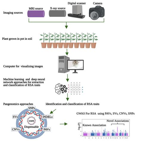 Advance Techniques For Rsa Phenotyping And Gwas High Throughput Download Scientific Diagram