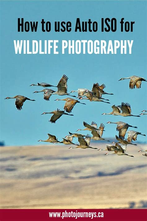 How To Use Auto Iso For Wildlife Photography Artofit