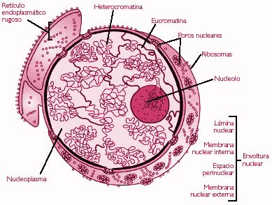 La C Lula N Cleo Celular