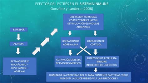 Porque El Estr S Afecta El Sistema Inmunol Gico Porestr S