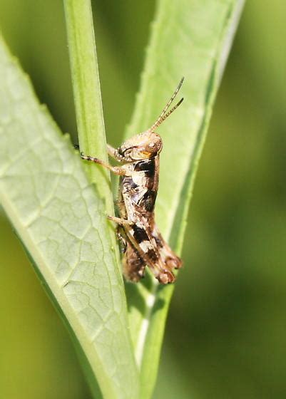 Grasshopper On Prairie Vegetation Melanoplus Bugguide