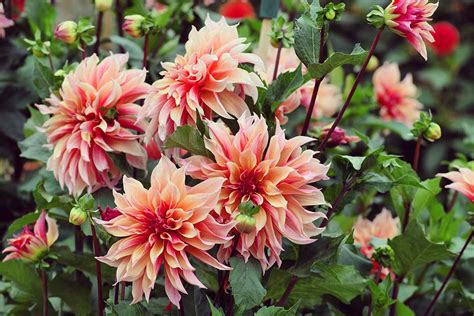 Dahlia Flower Growing Guides Tips And Information Gardener S Path