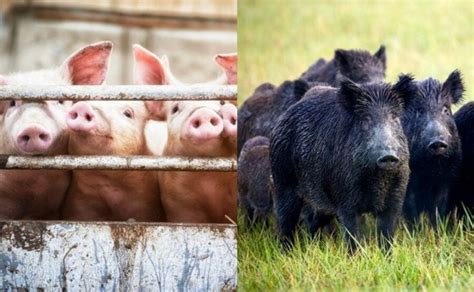 EFSA U Srbiji se pojavila afrička kuga kod divljih i kod domaćih