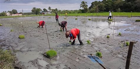 Rice Varieties For Calabarzon Being Evaluated Da Philrice