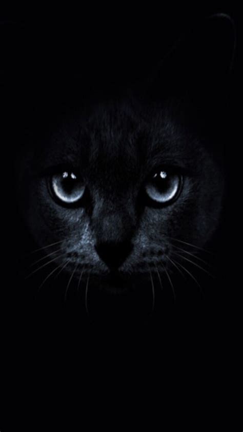 Black Cat Blue Eyes Wallpaper Hd - PetsWall