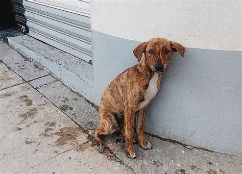 Pandemia Aumenta Maltrato Y Abandono De Perros En Oaxaca Se Han