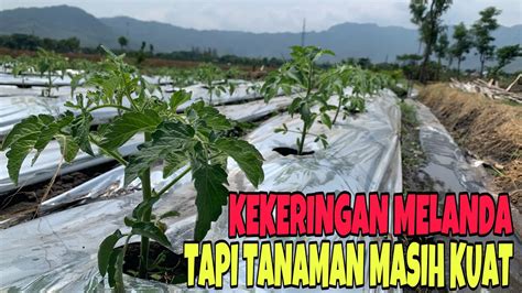 Kekeringan Melanda Para Petani Tomat Youtube