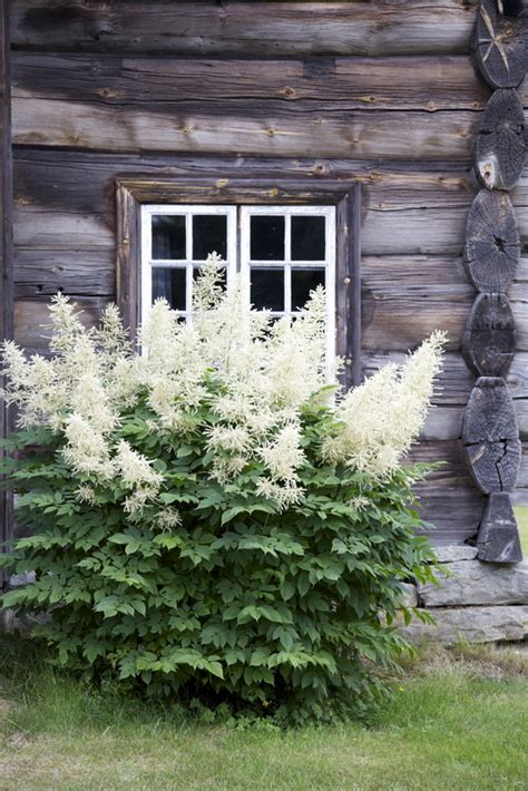 Livs Lyst Skogskjegg I Gamle Hager