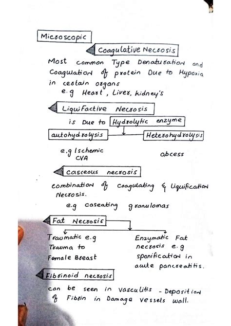 Solution Coagulative Necrosis And Apoptosis Pathology Studypool