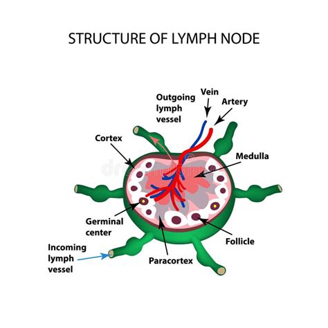 Structure Of A Lymph Node Stock Vector Illustration Of Immunity 24423741