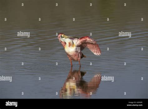 Central Florida Spoonbills Hi Res Stock Photography And Images Alamy