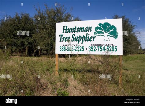 Florida live oak hi-res stock photography and images - Alamy