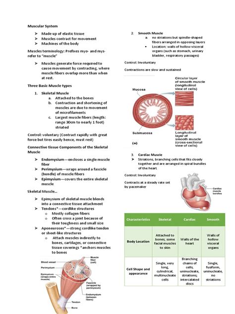 Anaphy Reviewer Muscular System Pdf Muscle Contraction Skeletal